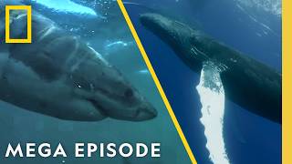 Orcas vs Great White Sharks & Humpback Whales | Whale MEGA Episode Special | Nat Geo Animals