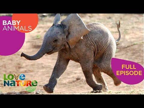 Too Cute To Handle: Baby Elephant, Gorilla, Bison | Baby Animals 101