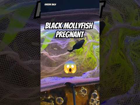 Black MollyFish 😍Bacche Dene Wali Hai.....#guppyfish#mollyfish#fishtank#petsvlog#aquarium#bettafish