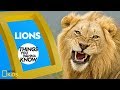 Lions: Facts and Trivia