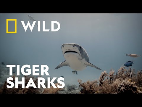 Why are Tiger Sharks the Perfect Predator? | Sharkfest | National Geographic WILD UK