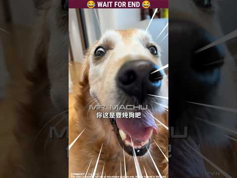Micky 🐶 The dog | Story Of Amazing Dog 🐕 | Malayalam Funny | Part-166 #dog #shorts #trending #viral