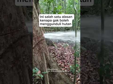 Pohon itu Penting