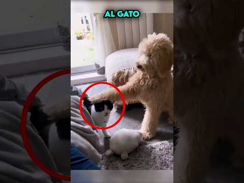 As铆 fue la Reacci贸n del Gato cuando el Perro le da Masajes ??