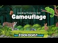 Animal Camouflage and Adaptation