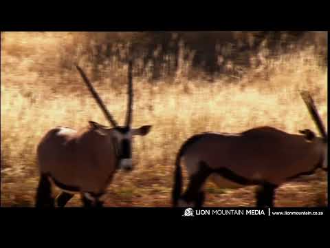 Fun Facts About the Gemsbok Oryx | Africa’s Coolest Antelope #shorts