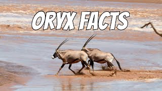 Fun Facts About the Gemsbok Oryx | Africa’s Coolest Antelope #shorts