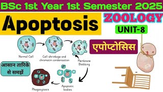 Apoptosis//Apoptosis BSc 1st Semester Zoology Hindi//Apoptosis in Hindi//Apoptosis Factors//Caspases