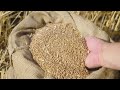 Wheat Production and Irrigation Technology