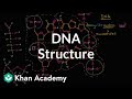 Exploring the Molecular Structure of DNA