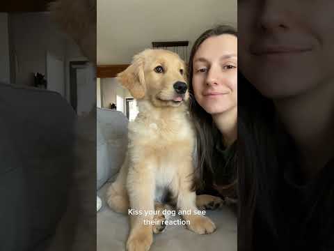 Animals are friends of humans #funny #pets