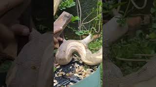 Sancang extrim #bonsai #sancang