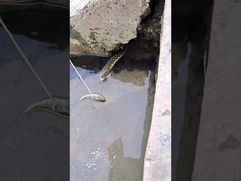 snak bite eat 🐟fish watersnak 🐍shorts