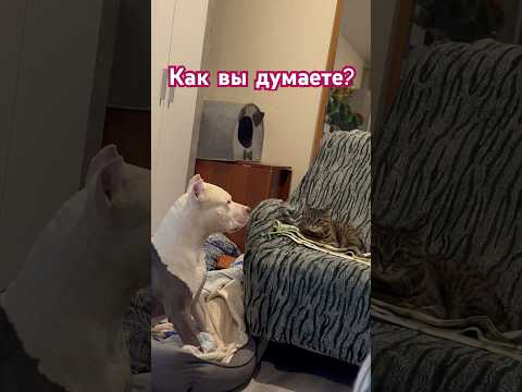 Амстафф Бой - знакомые взяли Питбуля из приюта #dog #амстафф #amstaff  #тренд #шортс #семья #питбуль
