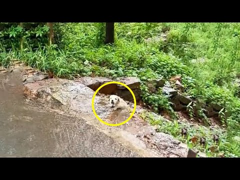 After the Heavy Rain, Puppy Lost His Mother, Swept Away by the Flood and Fell into the Stream