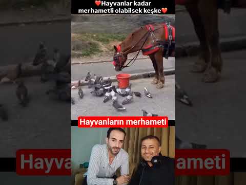 Hayvanların merhameti gerçekten izlemeye değer #hayvanlar #hayvan #güvercin #funny #funnyvideo #dog