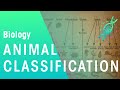 Animal Classification and Characteristics