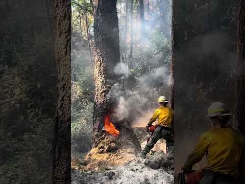 Accidents that occur during tree felling