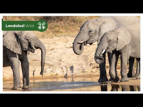 4K Wildlife Uninterrupted Magic | Elephants Quenching Their Thirst