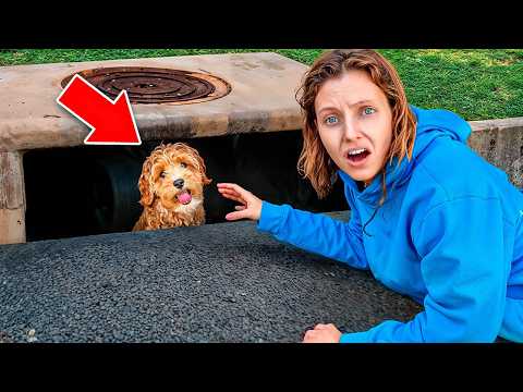 My Dog FELL INTO the SEWER!