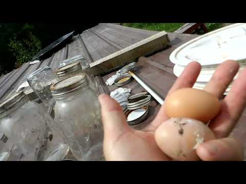 Egg counts will never be the same.