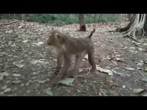 Adorable newborn monkeys that drink milk until they're tired