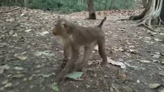 Adorable newborn monkeys that drink milk until they're tired