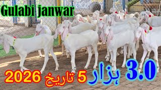 Martes 5 de agosto(Safar 11) Gulabi janwar 0346.6768177 Goat Farm video farming 