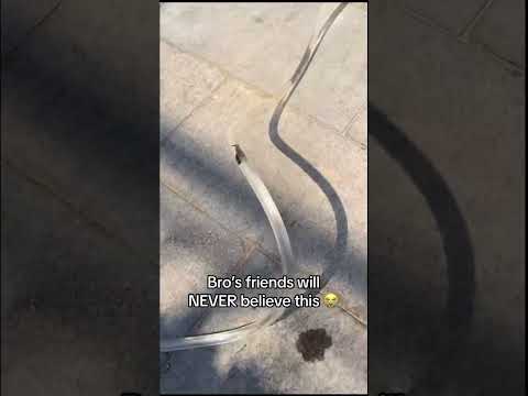 “I got wisked off to a foreign land” ahh fish #viral #meme #shorts #shortvideo #memes #trending