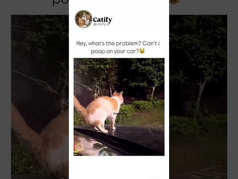 Hey why don’t you let me poop😂 #ytshort #cat #funnyanimals