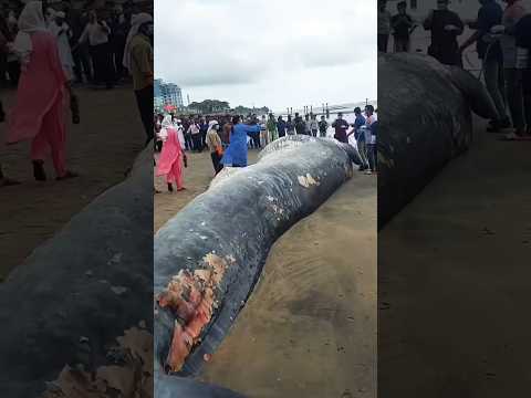 Kerala Kozhikode 50ft blue whale#shortsfeed #news #shortsvideo #youtubeshorts #shortsviral #kerala