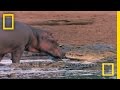 Crocodiles and Hippos: An Unusual Interaction