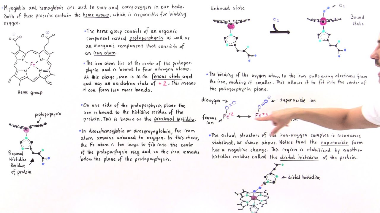 AK Lectures - Heme Group of Hemoglobin and Myoglobin
