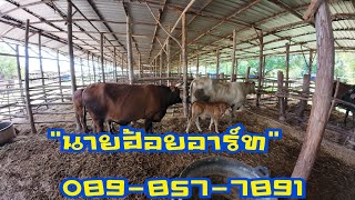 เปิดแบ่งวัวชาโลเล่ส์คู่แม่ลูกและวัวบรามันทรงพ่อวัว"นายฮ้อยอาร์ท กำแพงเพชร ( 13 กันยายน 2568 )