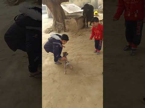 cute dogs #shorts #youtube #uv and aaru ki masti