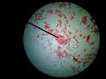 Exploring Animal Cells Through Microscopy