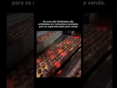 Ovos não fertilizados