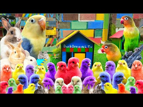 Millions Of Cute Animals Show, Funny Chickens, Rainbow Chickens, Rabbits, Ducks, Sharks, Tigers