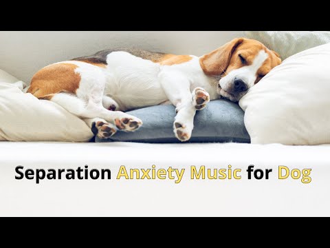 1 hour of deep separation #anxiety #music for #dog relaxation #video