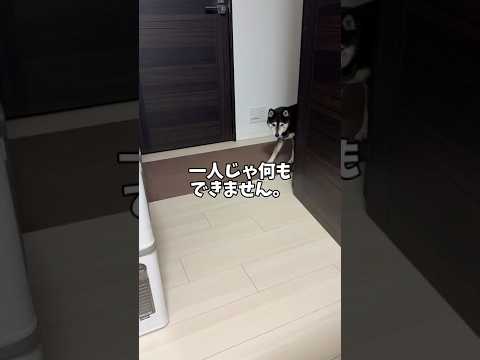 1人じゃ何もできない? #柴犬のいる暮らし