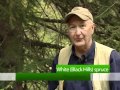 Identifying Tree Characteristics and Features