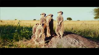 Chiilz — Meerkats 6"