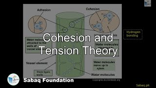 Cohesion and Tension Theory