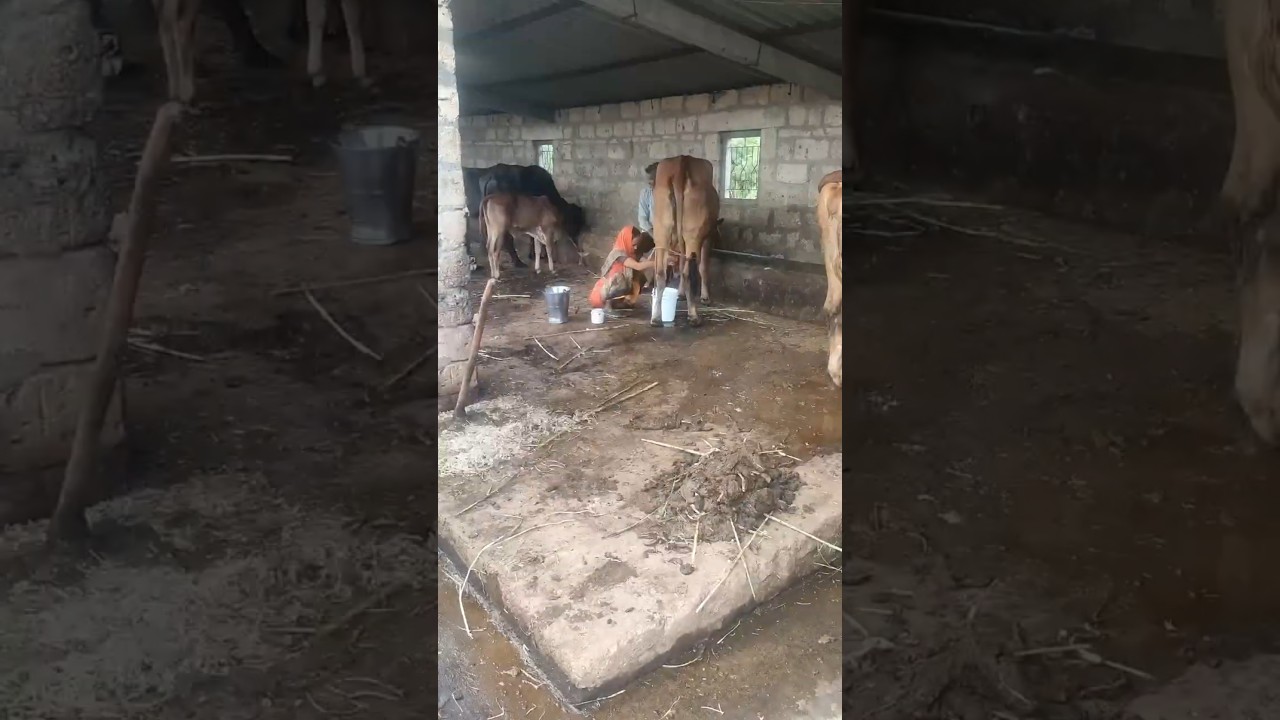 Order Video
