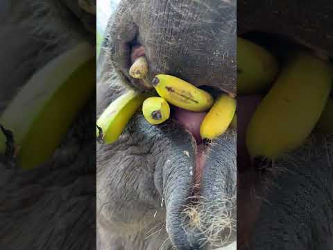 Record the daily life of elephants. Elephants eat bananas.