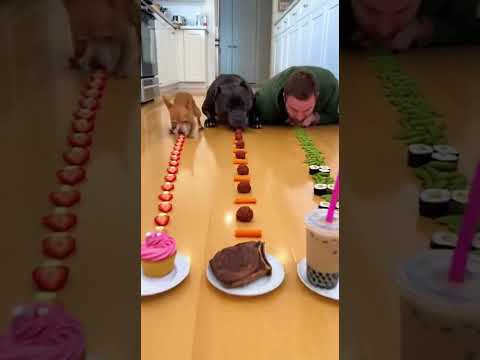 Why Is This Chihuahua So Competitive?๐โโ๏ธ๐ญ #funny #funny #chihuahua #eatingchallenge