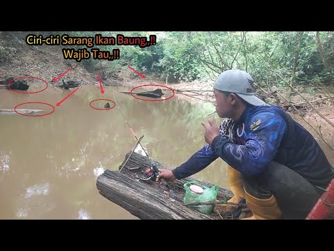 Ganas-Ganasnya Ikan Baung Di Spot Seperti Ini,,!! 99,9% Orang Belum Tau Sarang Ikan Baung kayak gini