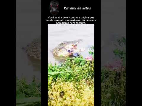 Vocês conseguem adivinhar o que esse crocodilo tem na boca? 👀 #natureza #selva #animais  #crocodilo