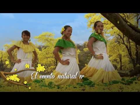 Florecimiento de los Guayacanes - Mangahurco- Loja.