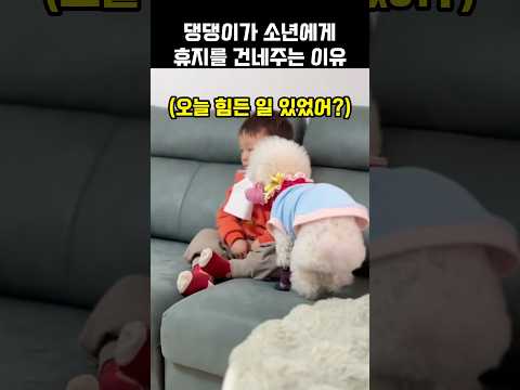 "오늘 힘든 일 있었어?".. 댕댕이가 소년에게 휴지를 건네주는 이유